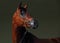 Bay arabian racehorse portrait in stable background