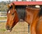 A Bay Australian Stock Horse