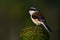 Bay-backed Shrike & x28;Lanius vittatus& x29; Beautiful brown back, black