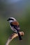 Bay-backed Shrike (Lanius vittatus) Beautiful brown back, black