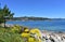 Bay with beach, clear water, mountain, pine trees and yellow flowers. Cee, Rias Altas, Galicia, Spain.