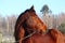 Bay beautiful holsteiner horse portrait