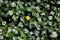 Bay Biscayne creeping-oxeye, Singapore daisy, creeping, Sphagneticola trilobata