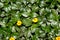 Bay Biscayne creeping-oxeye, Singapore daisy, creeping, Sphagneticola trilobata