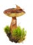 Bay Bolete - Boletus badius in moss with forest slug