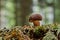 Bay bolete Boletus badius, Xerocomus badius tasy fungi in summer forest