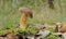 Bay bolete fungus (Boletus badius)