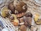 bay bolete mushrooms in a basket. mushrooming