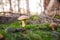 Bay boletes in the forest. Imleria badia.