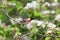 Bay-breasted warbler take off