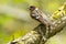 Bay-breasted Warbler - Wetophaga castanea