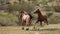 Bay and buckskin wild horse stallions running while fighting in the Salt River area Mesa Arizona USA