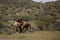 Bay and buckskin wild horse stallions running while fighting in the Salt River desert area near Scottsdale Arizona USA