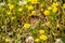 Bay Checkerspot butterfly (Euphydryas editha bayensis) on goldfield wildflowers; classified as a federally threatened species, San