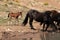 Bay colored male foal baby wild horse coming to the waterhole with his herd in the Pryor Mountains in Montana in the USA