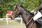 Bay colored purebred beautiful jumping horse canter on show jumping event