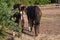 Bay colt with mother