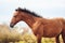 Bay colt stands in the middle of a pasture