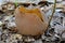 Bay Cup fungus or Peziza Badia mushroom