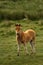 Bay Dartmoor Pony Foal