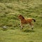 Bay Dartmoor Pony Foal