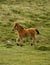 Bay Dartmoor Pony Foal