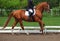 Bay dressage sports horse with unedintified rider