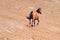 Bay Dun Buckskin Stallion wild horse running in the Pryor Mountains Wild Horse Range on the state border of Montana and Wyoming