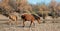 Bay and dun wild horse mares swishing tails while walking next to Salt River near Phoenix Arizona USA