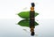 Bay essential oil, bay oil, bay leaf, amber glass bottle, dropper