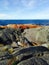 Bay of Fires Rocks in Tasmania