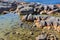 Bay of Fires. Turquoise waters with orange lichen growing on granite rocks, Tasmania, Australia