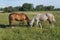 Bay and flea-bitten gray horses grazing in a meadow