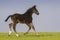 Bay foal