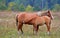 Bay foal drinks milk from mom we are in the meadow