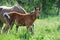 Bay foal grazing  with mom at pasture freely. summer sunny day