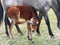 Bay Foal scratching face with hind hoof