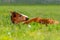 Bay foal sleeping