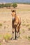 Bay foal standing in American southwest desert