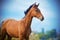 The Bay foal stands against the blue clear sky