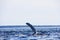 Bay of Fundy in Nova Scotia Canada A humpback whale has surfaced