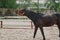 Bay Hanoverian horse in levada. Close-up of the stallion. The animal smells the smell and flemes