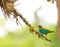 Bay-headed Tanager in Panama