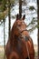 Bay holsteiner horse portrait with bridle