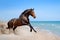 Bay horse along seashore