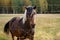 Bay horse behind a fence