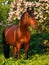 Bay horse at blossom bush background in last sun rays