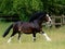 Bay Horse Cantering