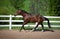 Bay Horse Cantering in arena