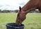 Bay horse drinks water